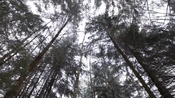 Dans la forêt d'hiver. Vue du bas vers le haut . — Video