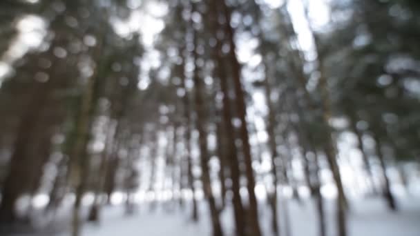 En el bosque de invierno. Fondo borroso . — Vídeo de stock