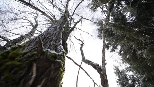 En el bosque de invierno. panorama circular del bosque . — Vídeo de stock