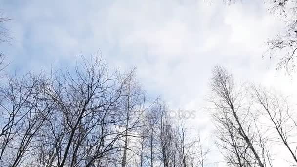在冬天的森林。森林的圆形全景图. — 图库视频影像