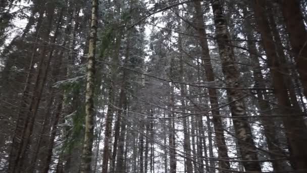 Μέσα στο δάσος του χειμώνα. Εγκύκλιος πανόραμα του δάσους. — Αρχείο Βίντεο