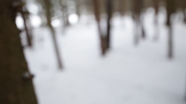 En el bosque de invierno. Fondo borroso . — Vídeos de Stock