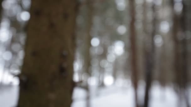 У зимовому лісі. Розмитий фон . — стокове відео