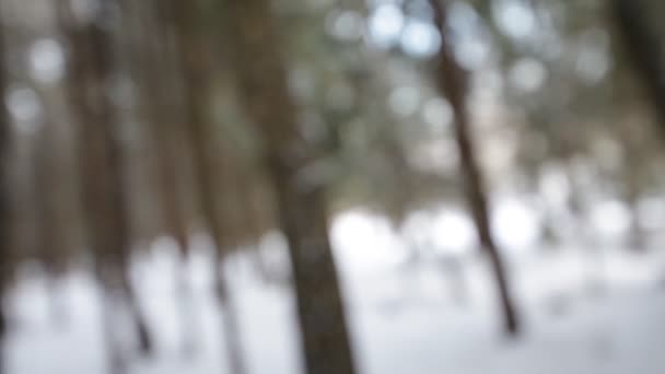 En el bosque de invierno. Fondo borroso . — Vídeo de stock