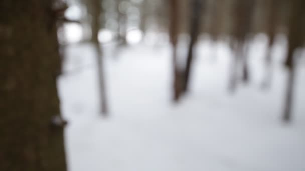 冬の森。背景をぼかし. — ストック動画