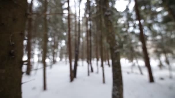 Na floresta de inverno. Desfocagem de fundo . — Vídeo de Stock