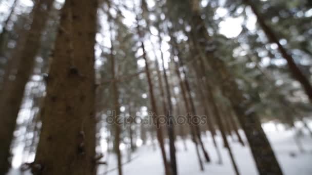 हिवाळ्यातील जंगलात. ब्लोरिंग पार्श्वभूमी . — स्टॉक व्हिडिओ