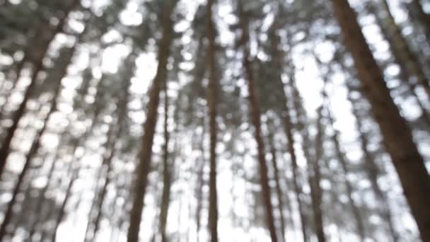 冬の森。背景をぼかし. — ストック動画