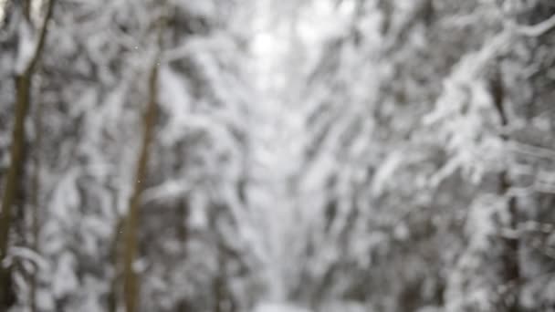 Paisaje del bosque de invierno — Vídeos de Stock