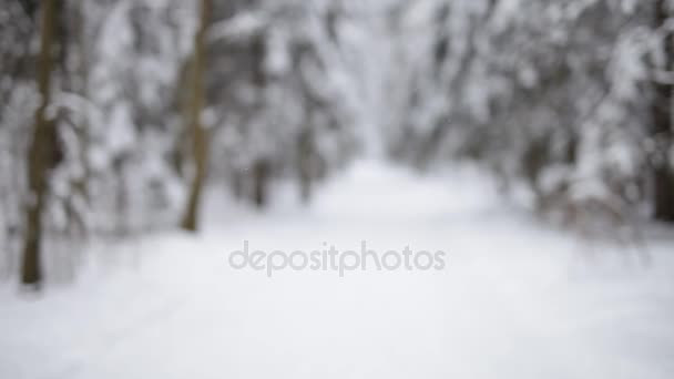 Paisaje del bosque de invierno — Vídeos de Stock