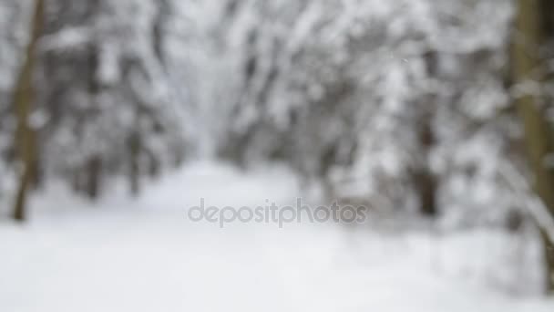 Paisaje del bosque de invierno — Vídeos de Stock