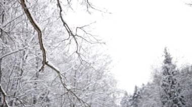 kış orman manzarası.