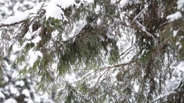 kış orman manzarası.