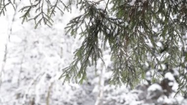 kış orman manzarası.