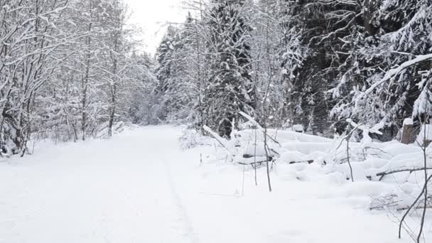 겨울 숲의 풍경. — 비디오
