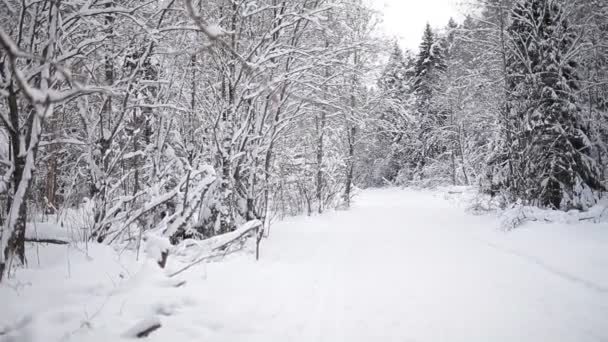 Τοπίο του δάσους του χειμώνα. — Αρχείο Βίντεο
