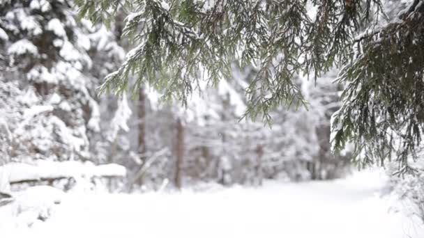 Paisagem de floresta de inverno . — Vídeo de Stock