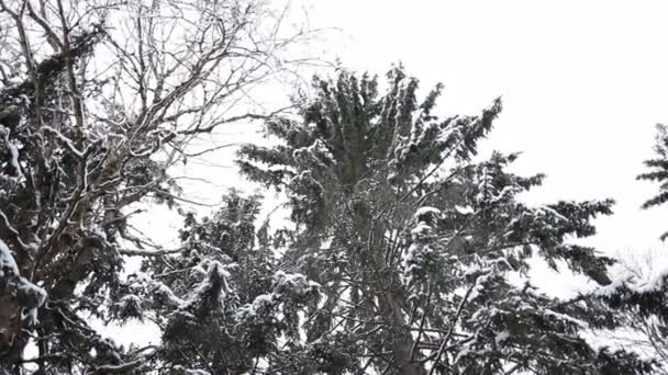 Táj a téli erdő. — Stock videók