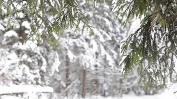 Paisagem de floresta de inverno . — Vídeo de Stock