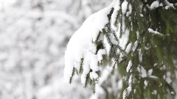 Paisagem de floresta de inverno . — Vídeo de Stock