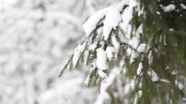 Paisagem de floresta de inverno . — Vídeo de Stock