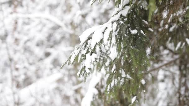 Paisagem de floresta de inverno . — Vídeo de Stock