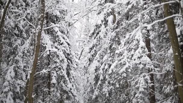 冬の森の風景. — ストック動画