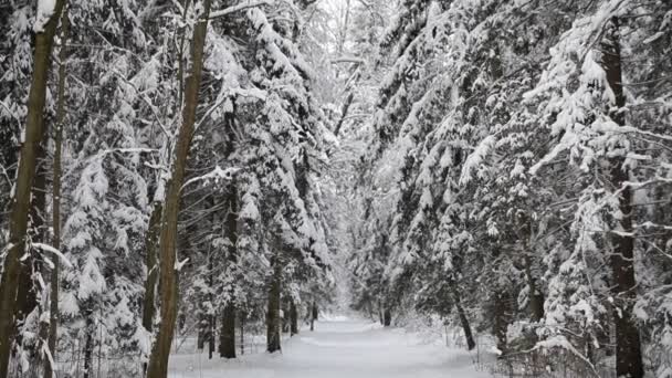 Paisaje de bosque de invierno . — Vídeos de Stock