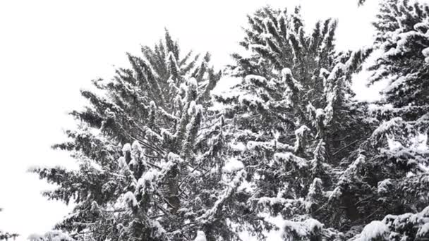 Τοπίο του δάσους του χειμώνα. — Αρχείο Βίντεο