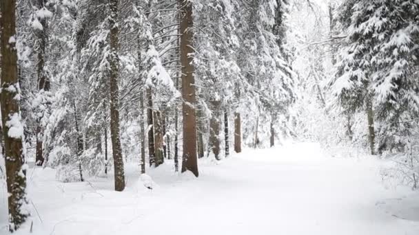 Landschaft des Winterwaldes. — Stockvideo