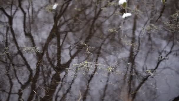 Силуэт деревьев, отраженный в воде пруда — стоковое видео