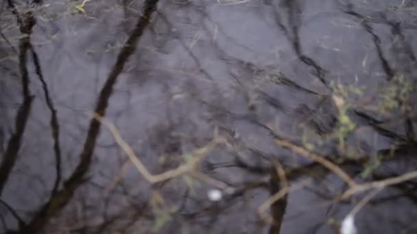 Silhouette of trees reflected in the water of the pond — Stock Video