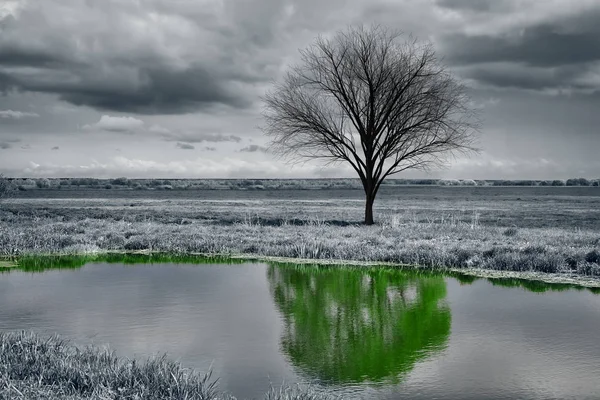 Reflektion av ett träd i vatten. — Stockfoto