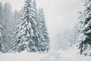 Şiddetli kar yağışı. Karla kaplı bir yol Çam ormanında.