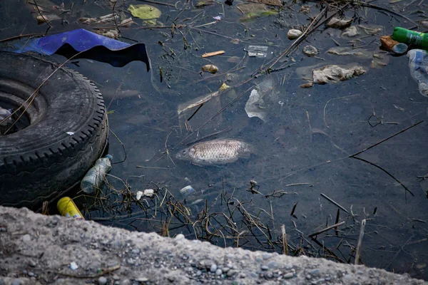 Dead fish in contaminated water with plastic bottles, a tire and other human waste.