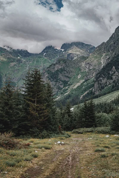 Ścieżka przez las iglasty w górach, niskie chmury. Krajobraz w stylu vintage. — Zdjęcie stockowe