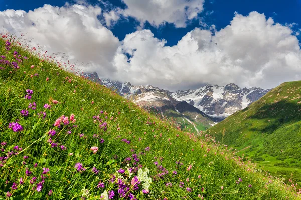 Krásná letní horská krajina, vysoké štíty, zelená tráva, kvetoucí květiny a modrá obloha. Stock Snímky