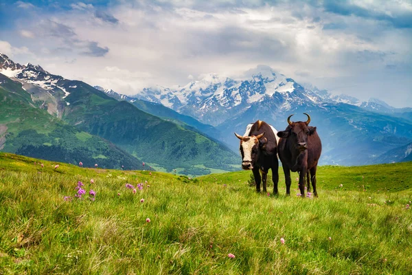 Zwei grasende Kühe auf einem Feld in den Bergen, sonniger Tag, grünes Gras und schneebedeckte Gipfel. lizenzfreie Stockfotos