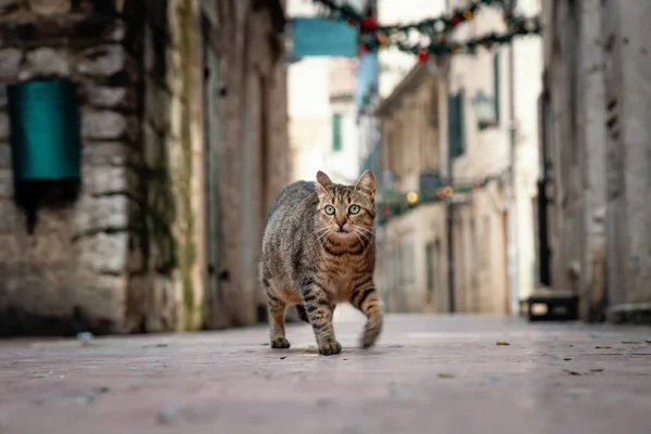 Eski şehir Kotor, Karadağ