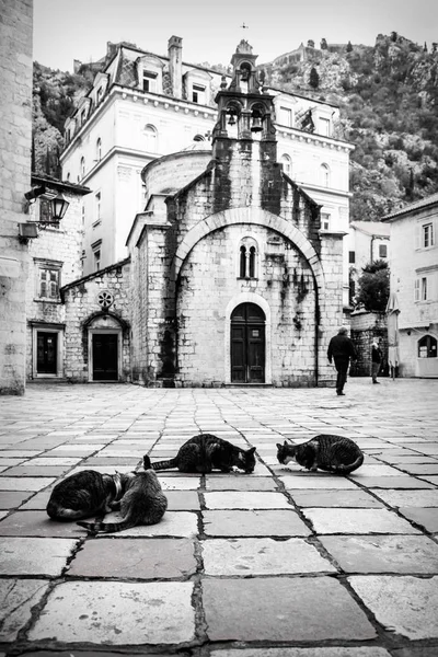 Eski şehir Kotor, Karadağ