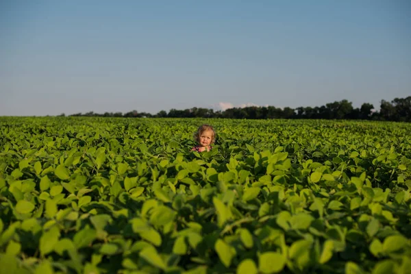 Little girl in flower fields — Stock Photo, Image