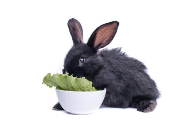 yakın çekim yeşil salata yiyen sevimli siyah tavşan