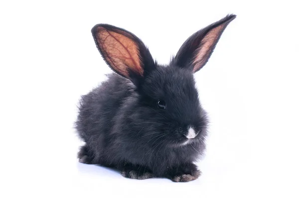 Schwarzes Kaninchen vor weißem Hintergrund — Stockfoto