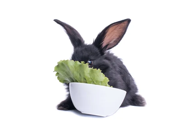 Närbild av söt svart kanin äta grön sallad — Stockfoto