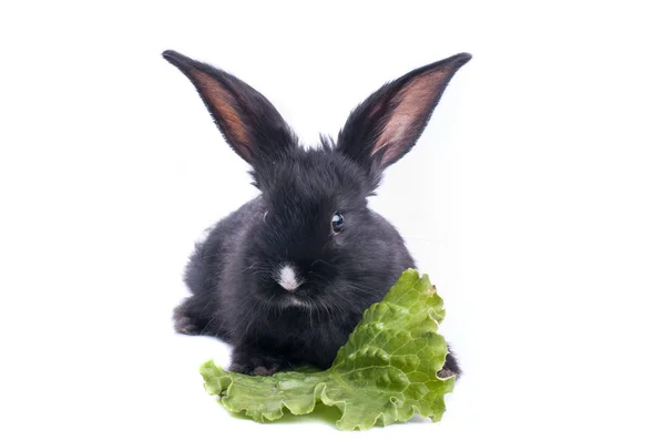 Közeli kép: aranyos fekete nyúl eszik zöld saláta — Stock Fotó