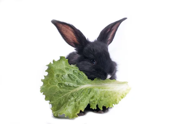 Primo piano di carino coniglio nero mangiare insalata verde — Foto Stock