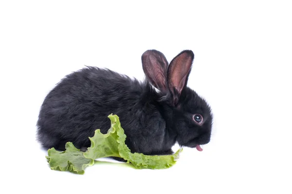 Primo piano di carino coniglio nero mangiare insalata verde — Foto Stock