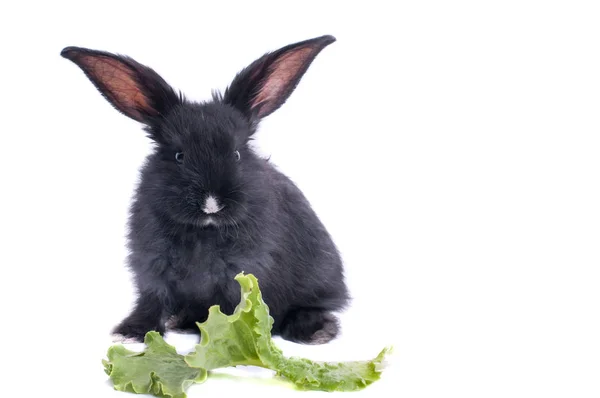 Nahaufnahme von niedlichen schwarzen Kaninchen, die grünen Salat essen — Stockfoto
