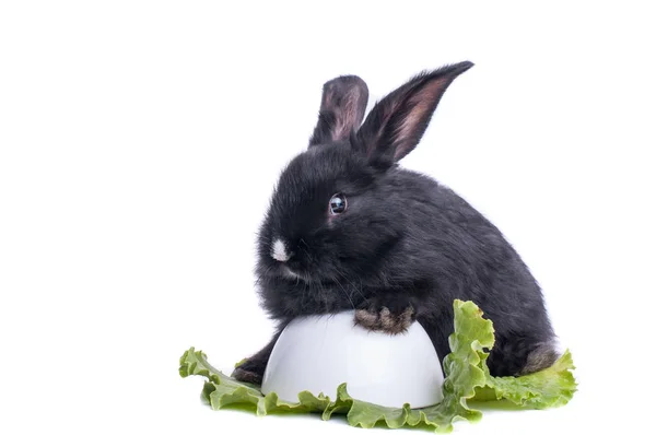 Close-up of cute black rabbit eating green salad — Stock Photo, Image