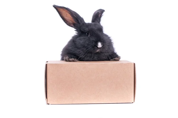 黑兔子在一个白色背景的盒子里被隔离. — 图库照片
